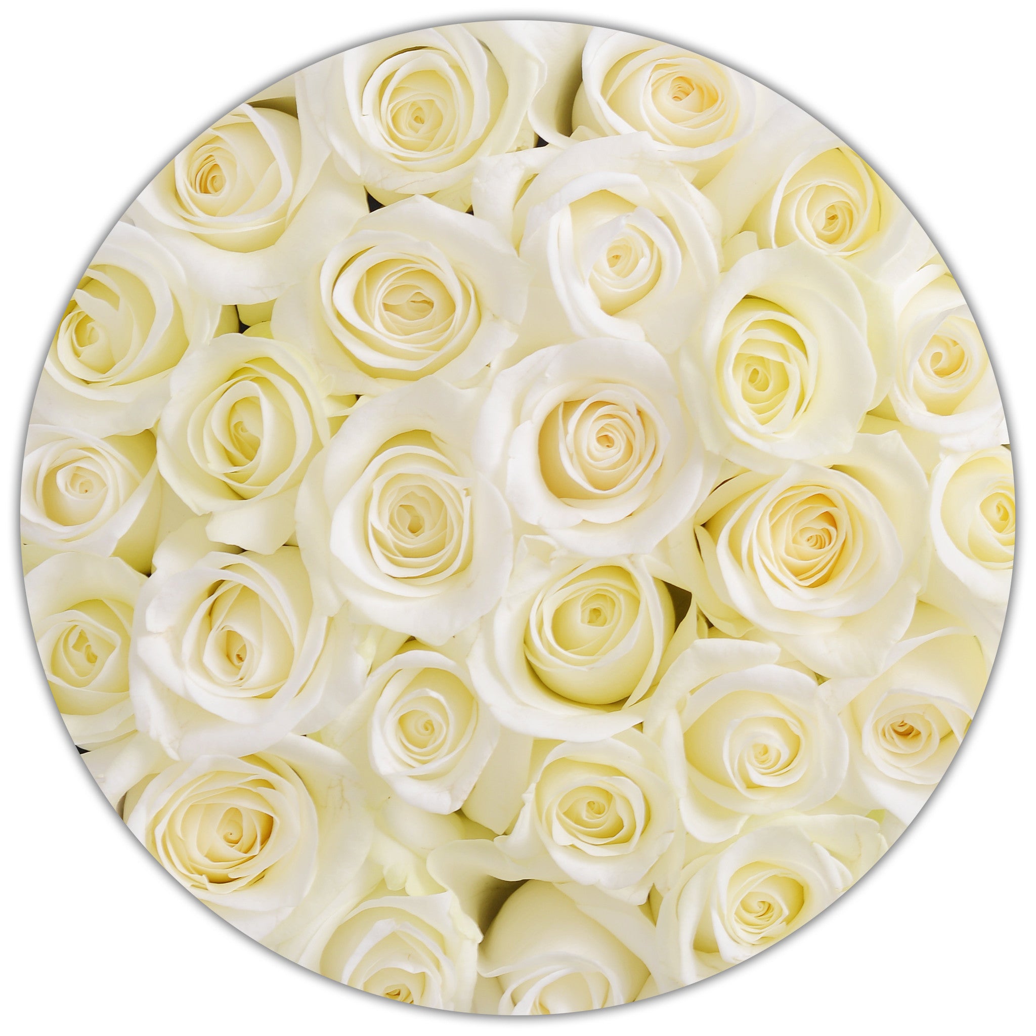 Small - White Roses - Grey Box - The Million Roses Budapest