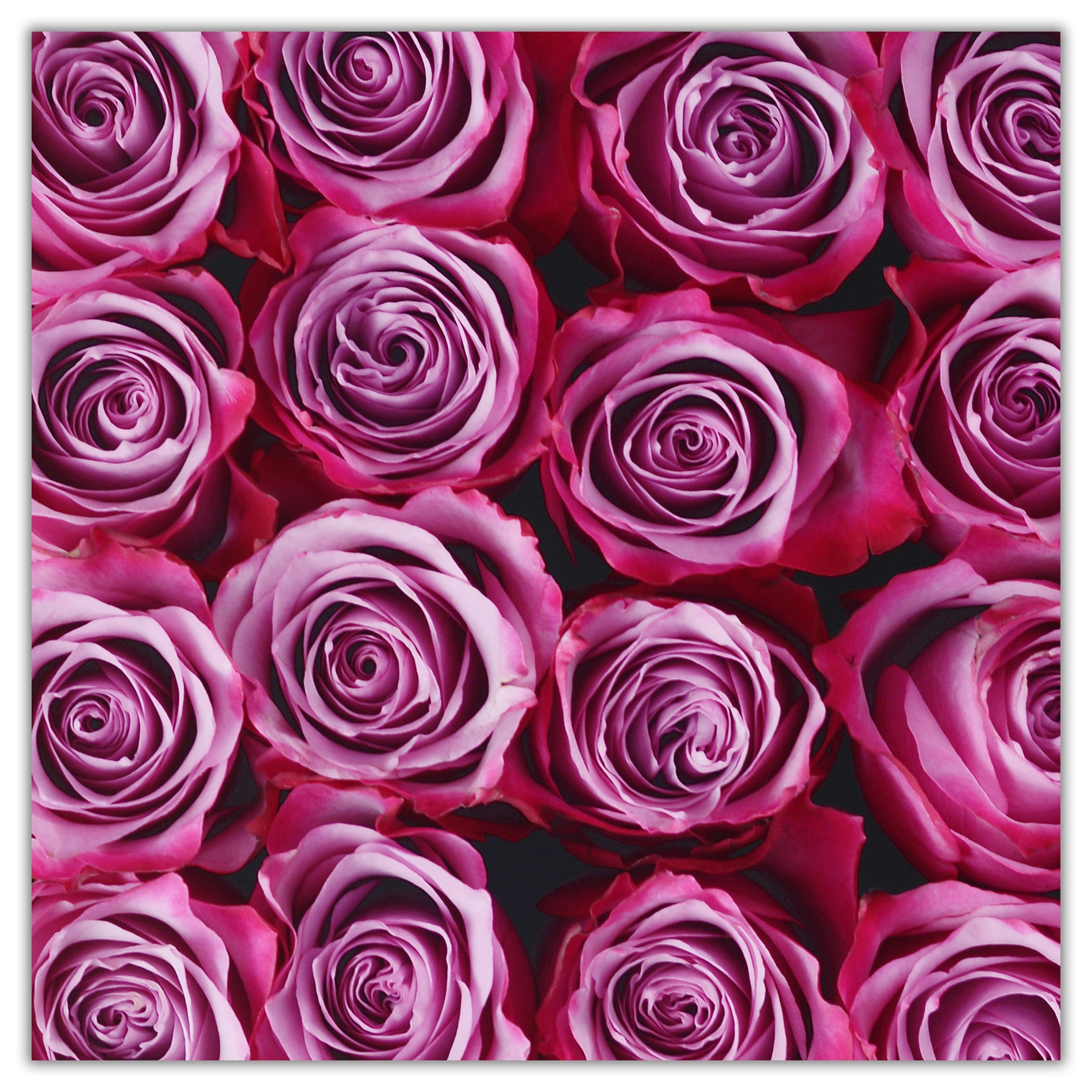 Cube - Deep Purple Roses - White Box - The Million Roses Budapest