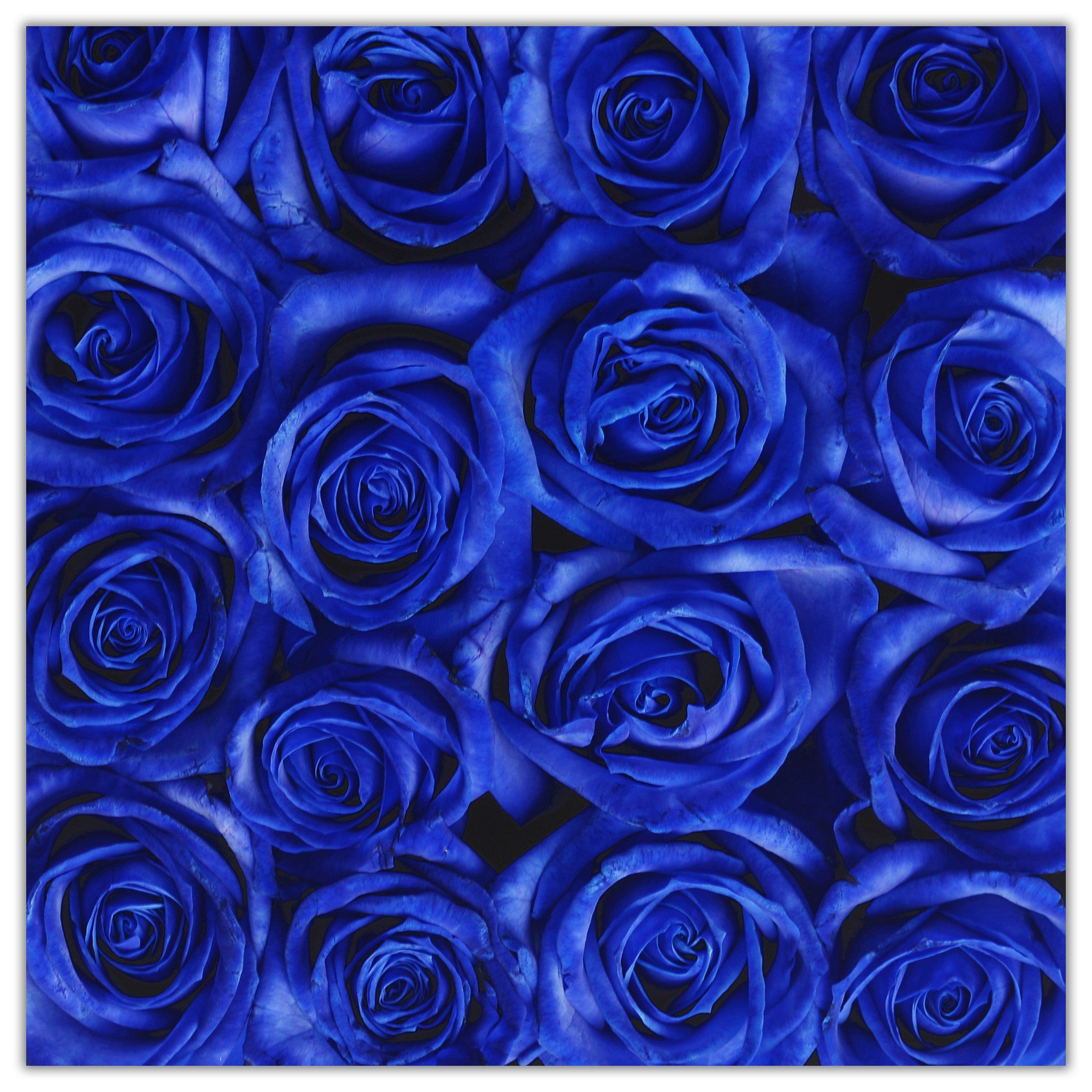 Cube - Blue Roses - White Box - The Million Roses Budapest