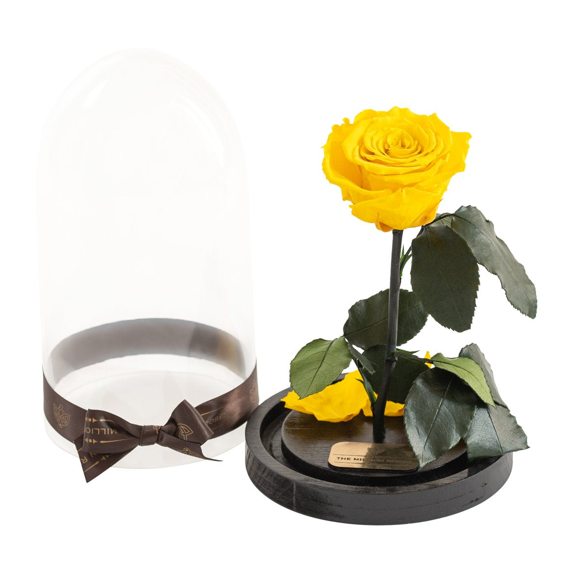 Trandafir criogenat în cupola de sticlă