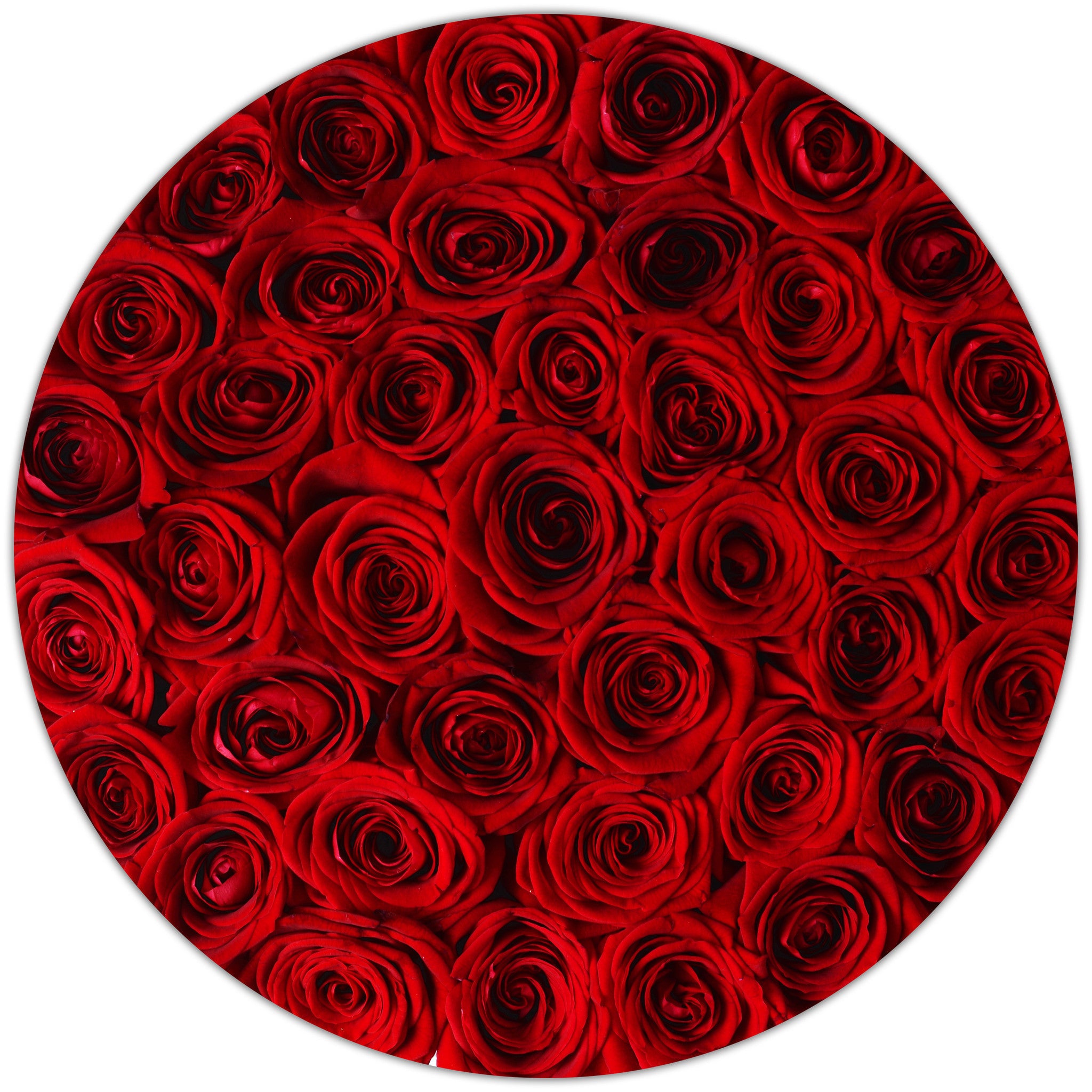 Medium - Red Roses - White Box - The Million Roses Budapest