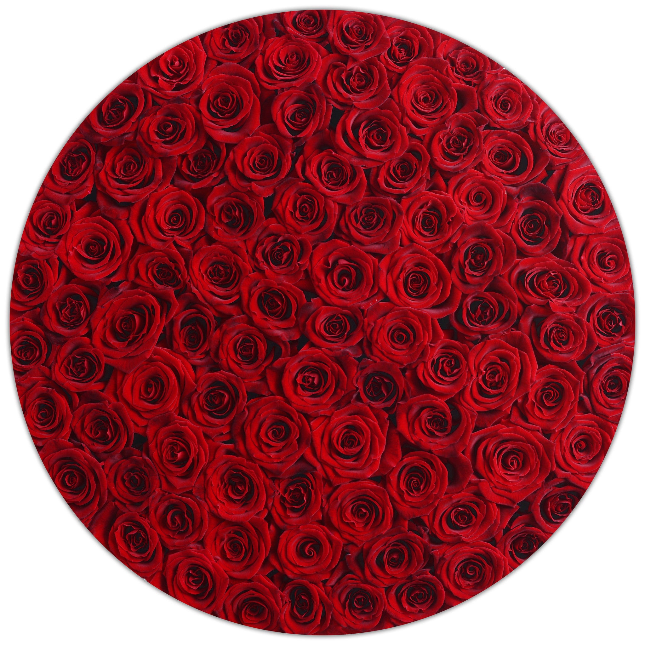 The Million - Red Roses - Black box - The Million Roses Budapest