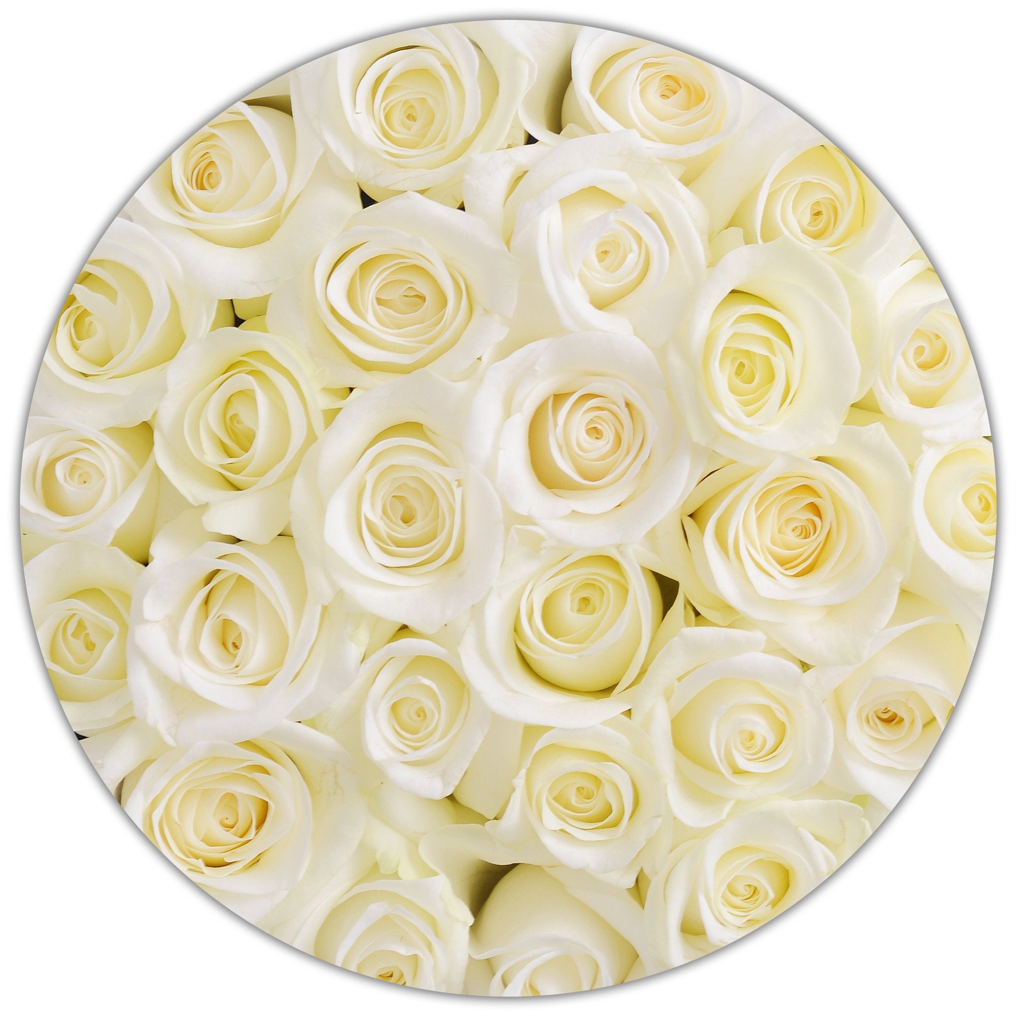 Trandafiri naturali albi in cutie medie alba