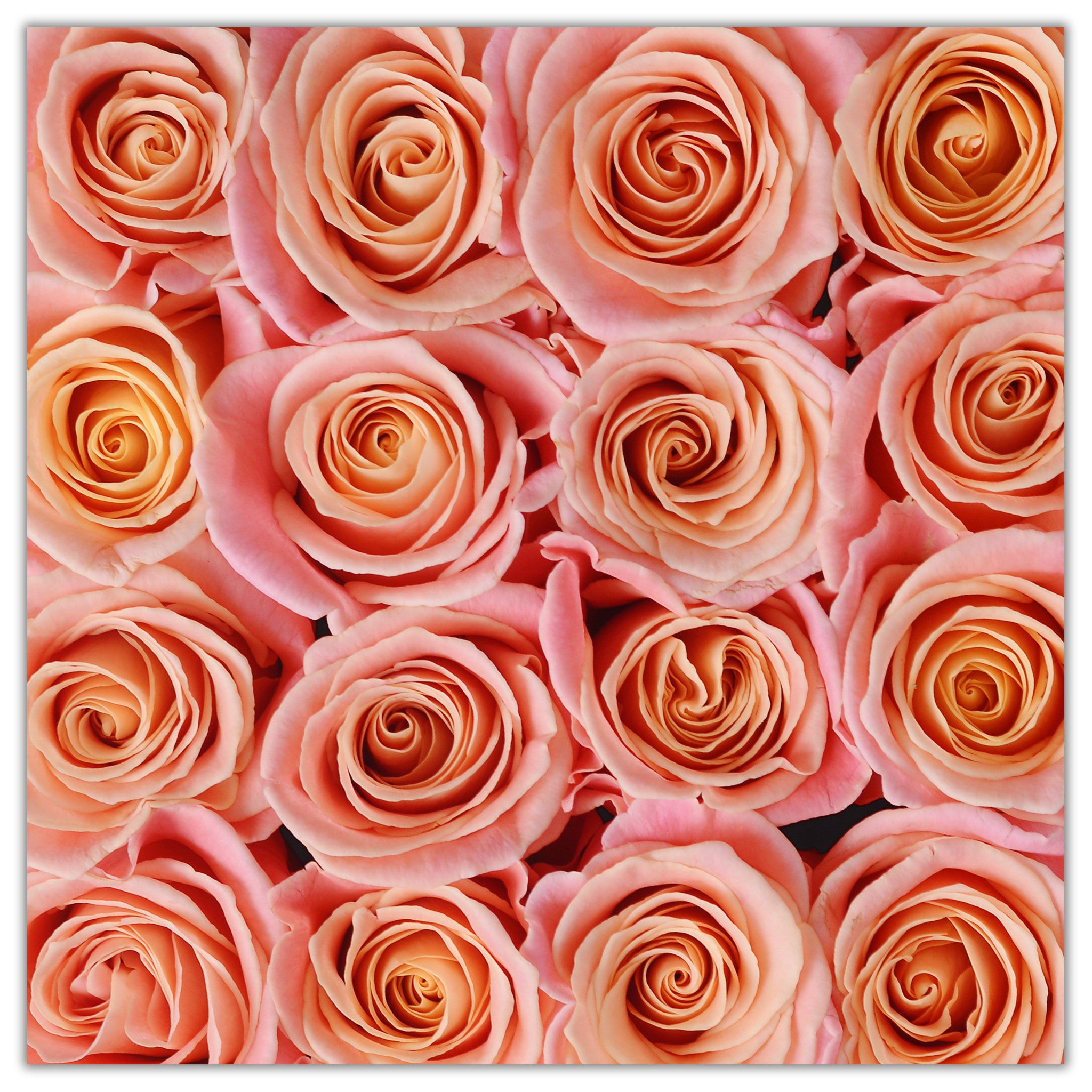 Cube - Peach Roses - White Box - The Million Roses Budapest