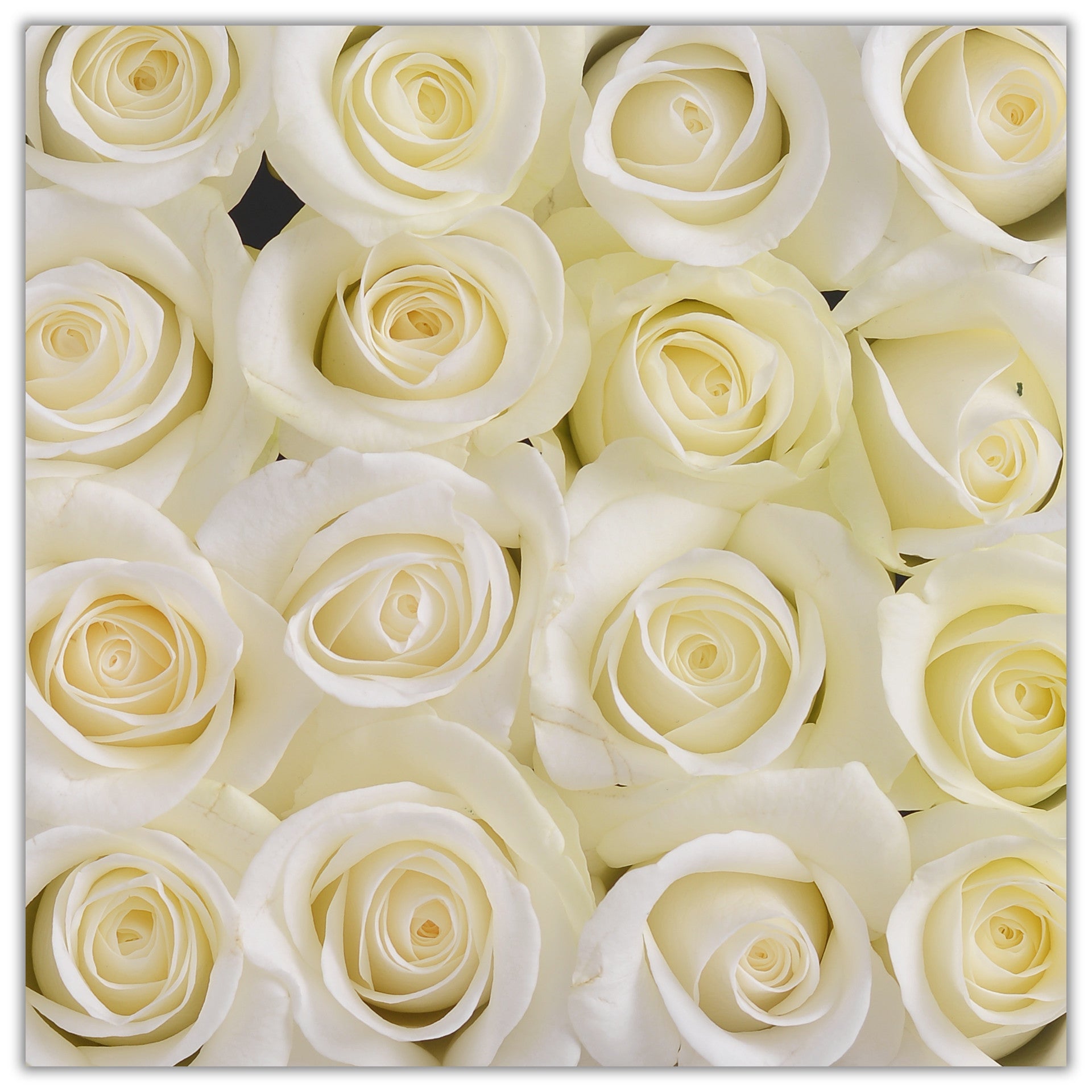 Cube - White Roses - White Box - The Million Roses Budapest
