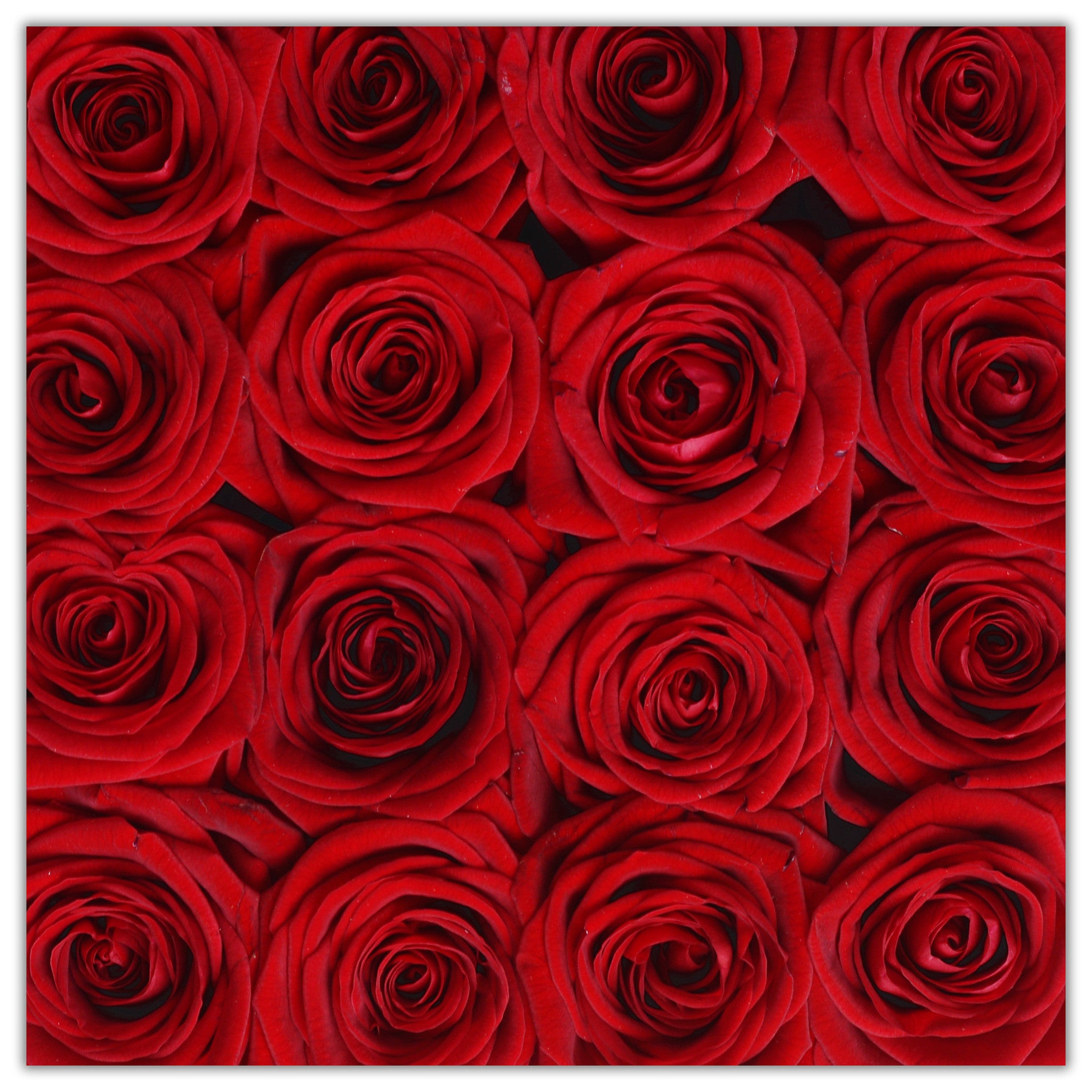 Cube - Red Roses - White Box - The Million Roses Budapest