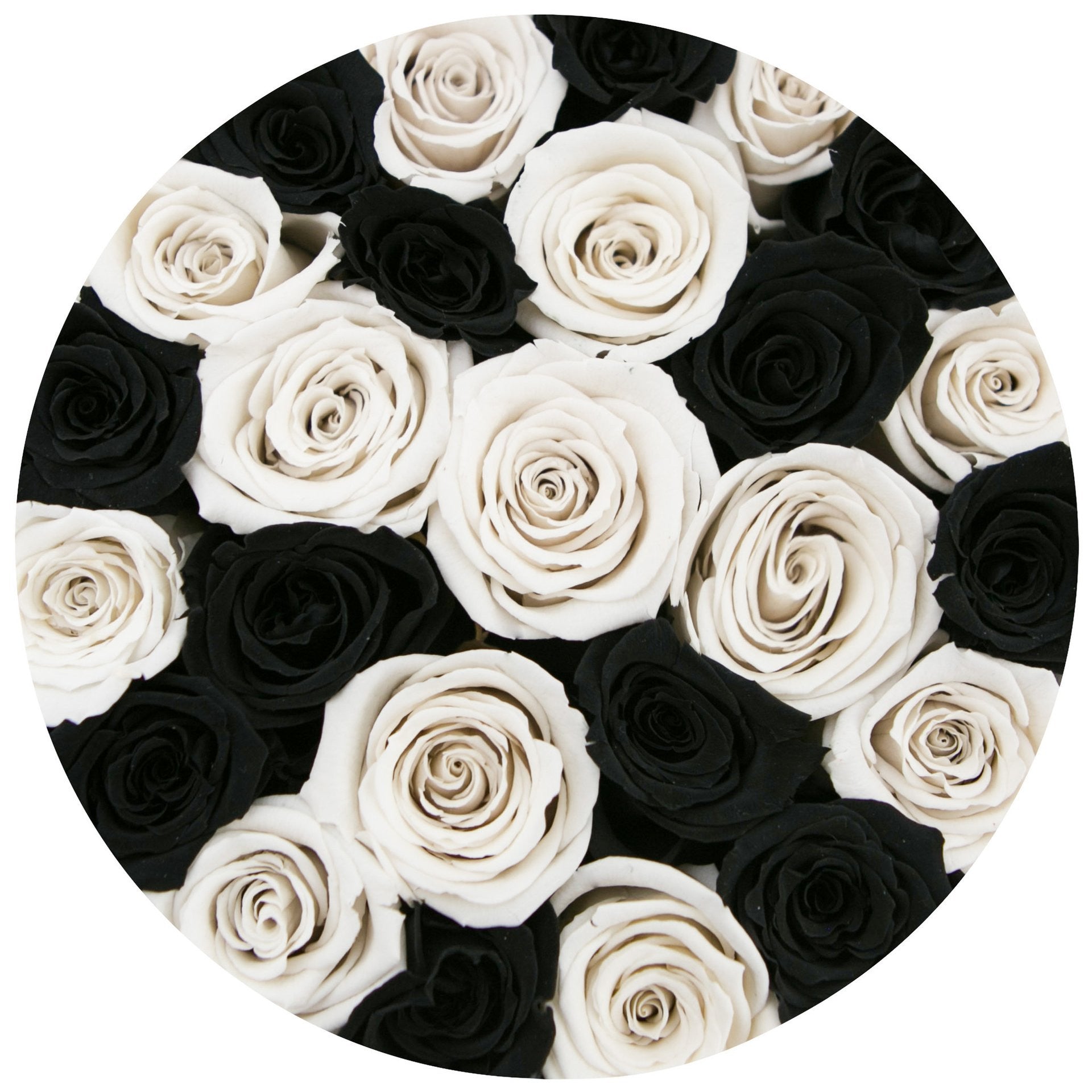 Trandafiri criogenați negri &albi -Cutie mică neagră