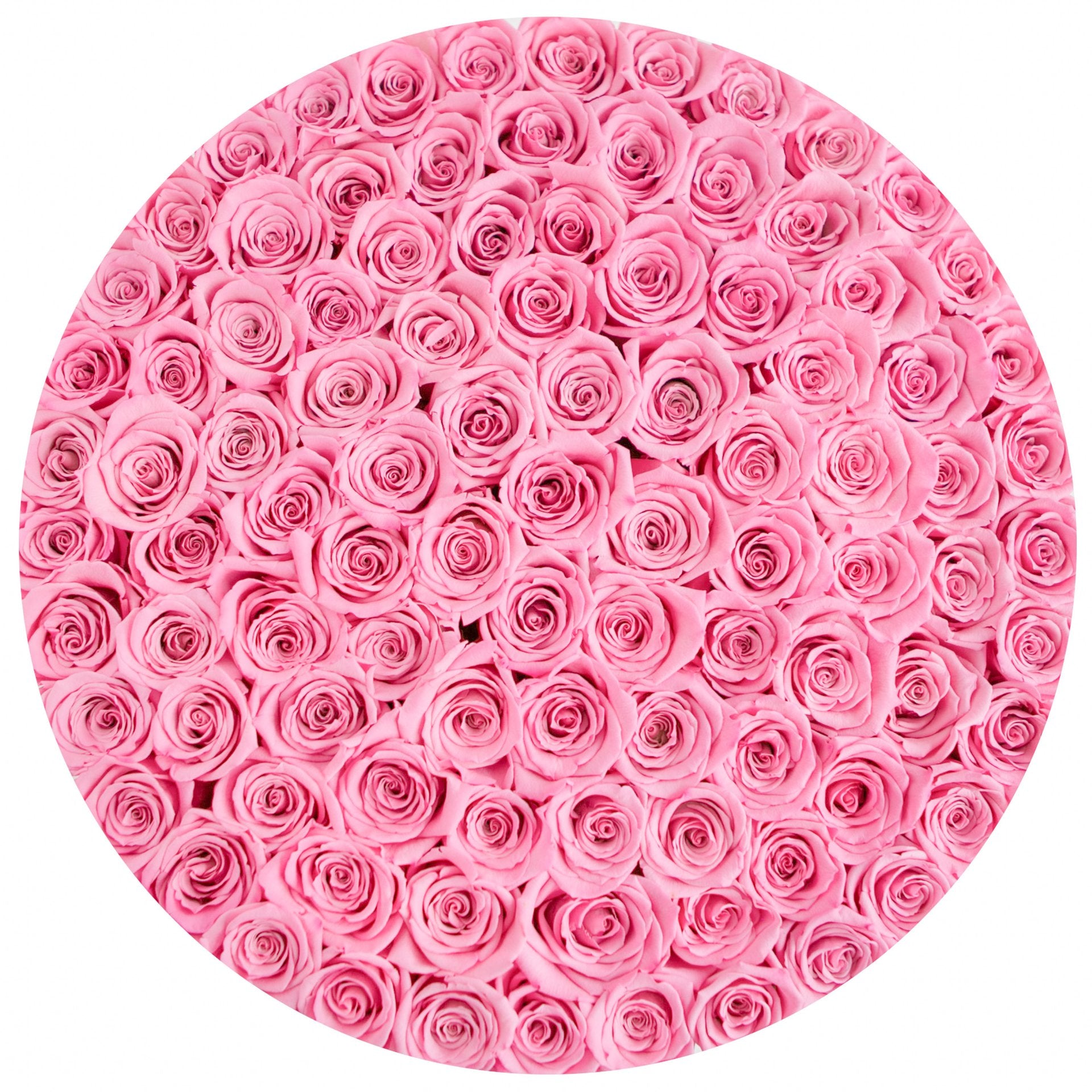 101 trandafiri naturali roz - The luxury edition