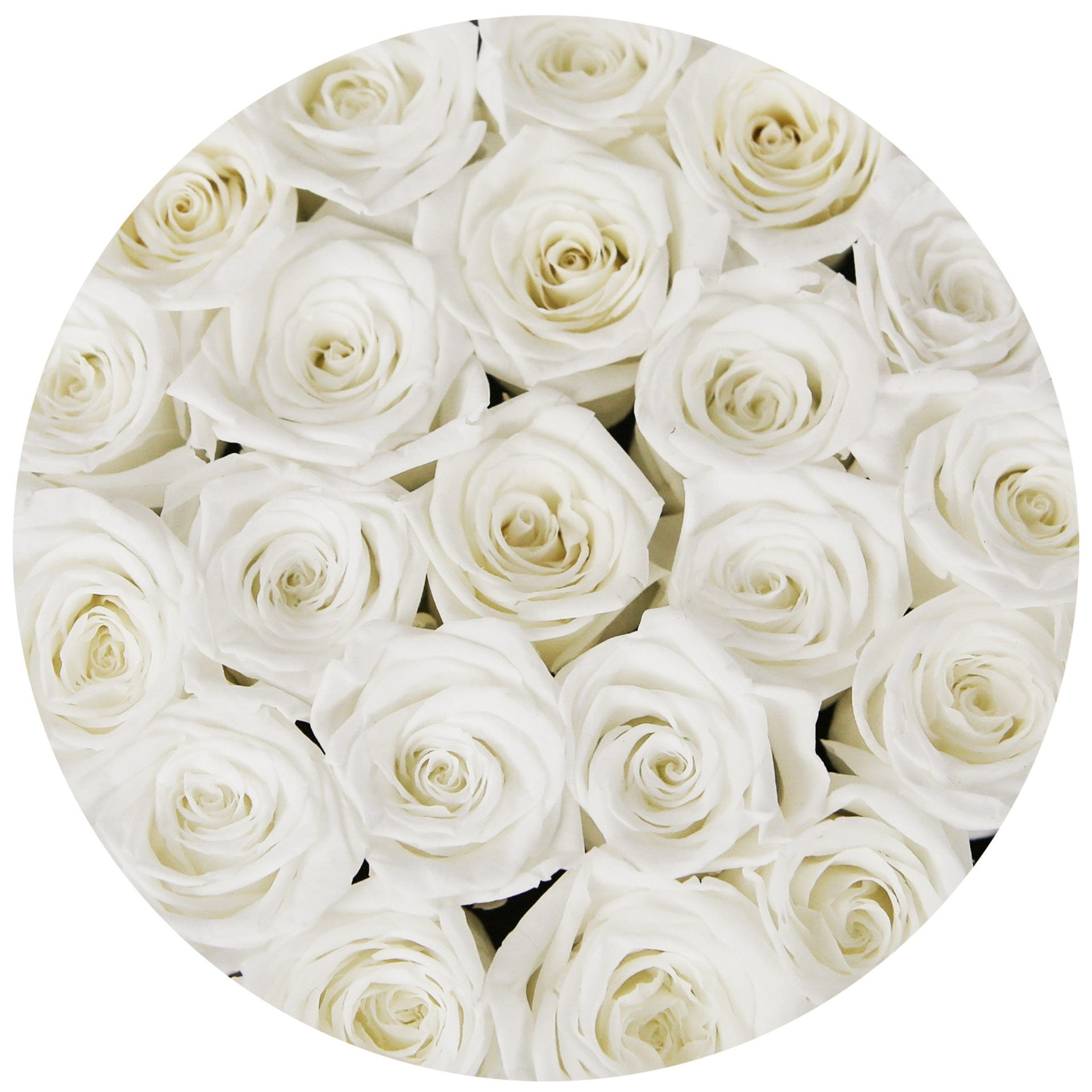 Trandafiri criogenati albi in cutie mica neagra